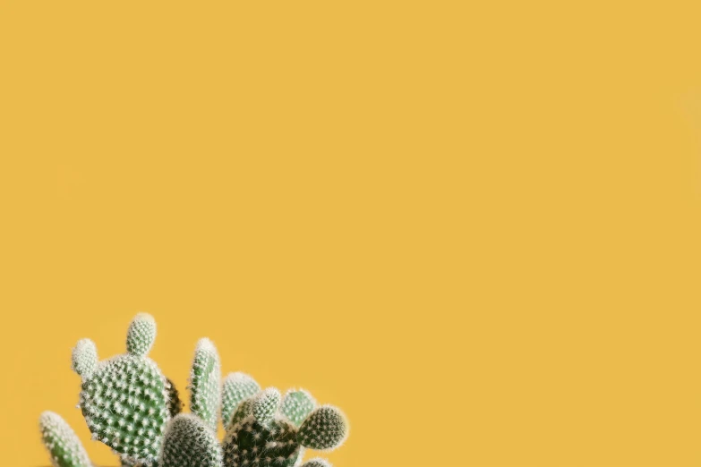 a potted cactus with yellow background
