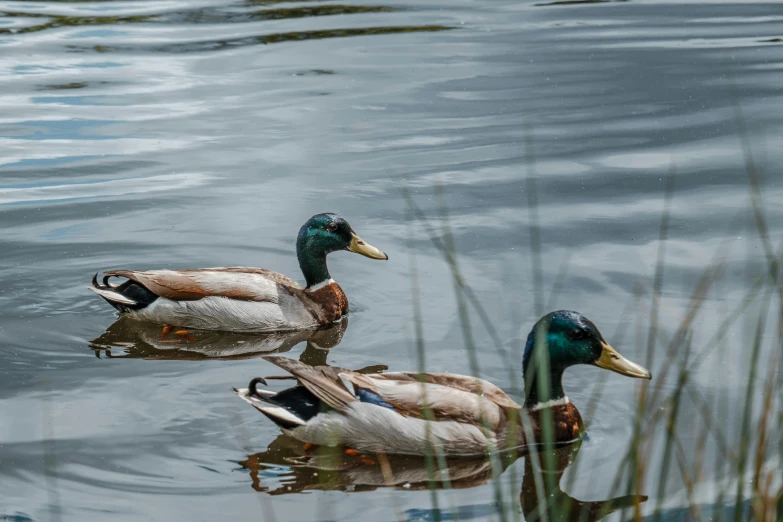 two ducks are floating in a lake and another duck is swimming behind them