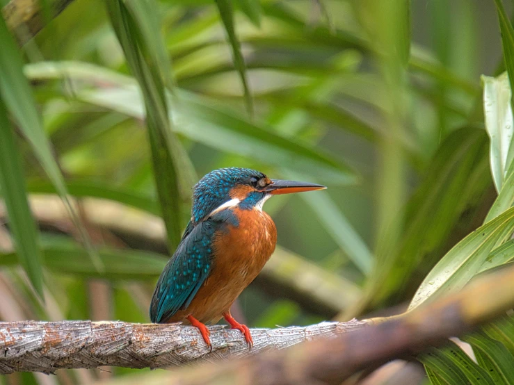 a small colorful bird sits on a nch