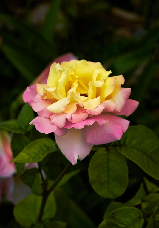 a pink flower with yellow centers sitting next to green leaves