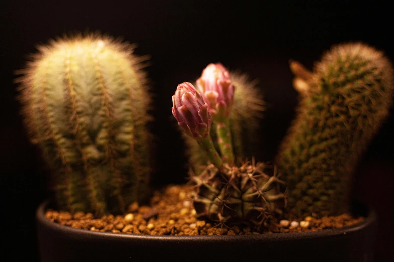 a group of flowers in a black pot