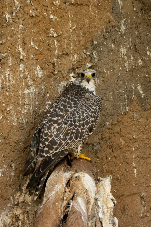 a large bird standing on the sand near the rocks