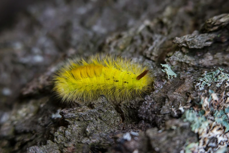 a fuzzy yellow caterpillar crawling on a tree trunk