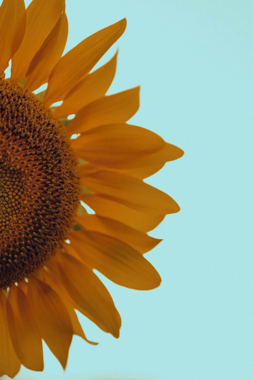 the side view of a big yellow sunflower