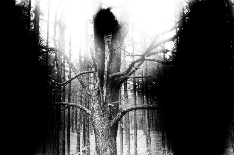 a black and white po of trees with a person standing on one side