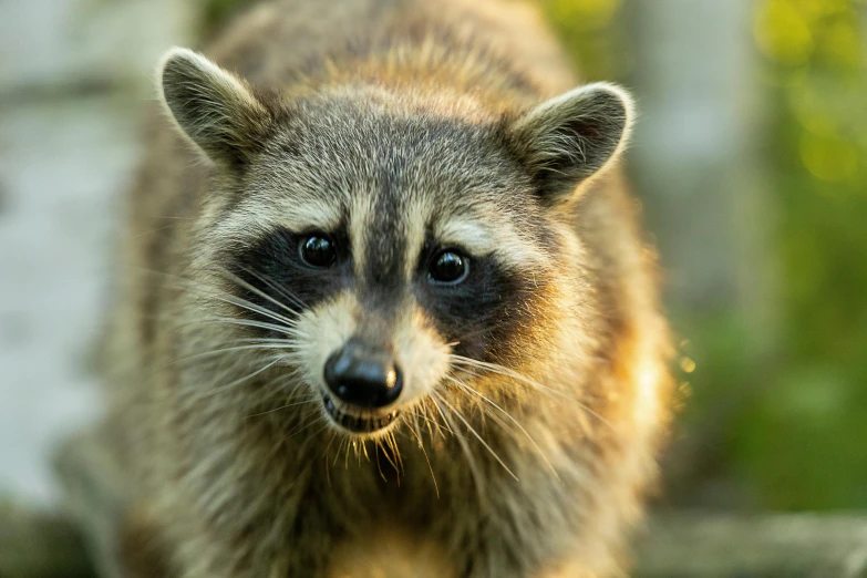 a rac standing in the grass staring ahead