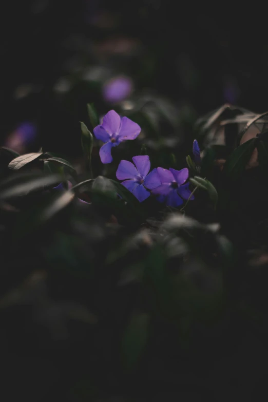 three little flowers growing between some leaves in the night