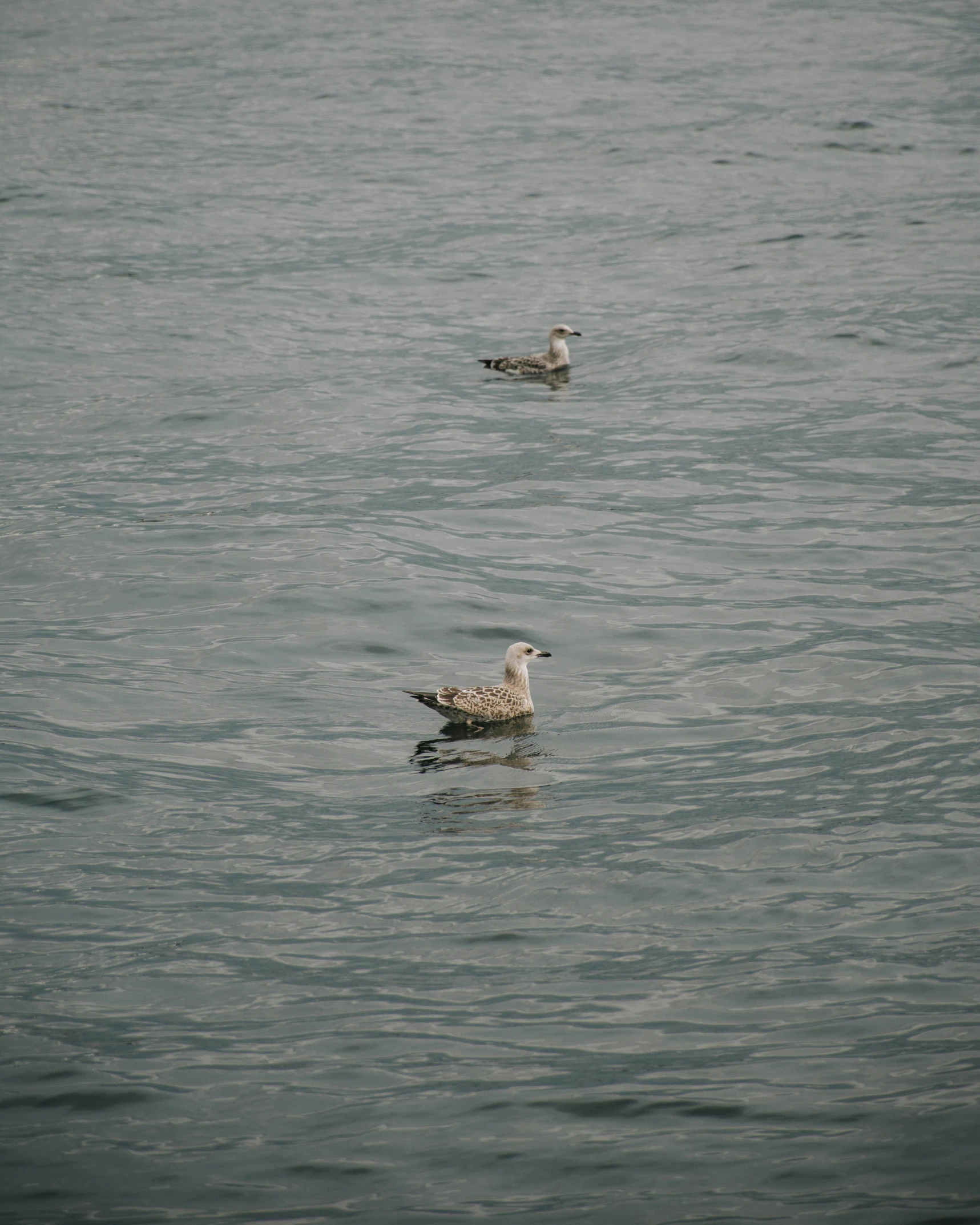 two ducks swimming in the water together