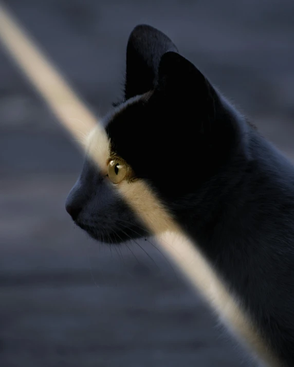 the cat has a reflection of himself in the mirror