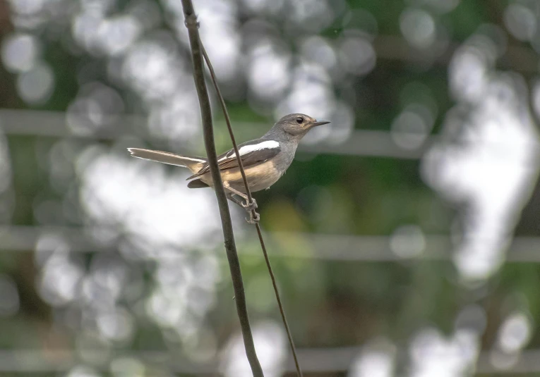 a bird perched on top of a wooden post