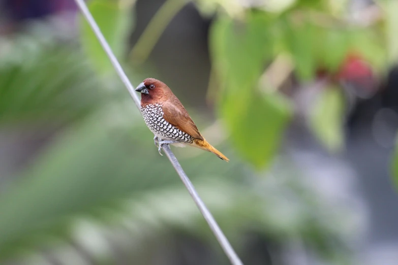 a brown and yellow bird on a stem