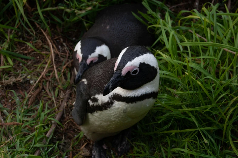 two black white and pink birds sit on some grass