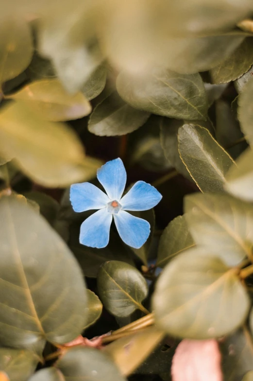 a single blue flower with green leaves