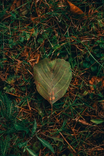 a green leaf lies on the ground in grass