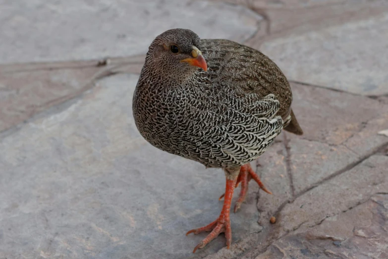 a bird on the ground looking at soing