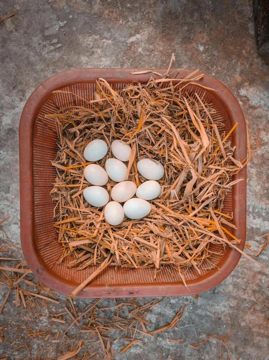 a plastic tray with eggs in it on the ground