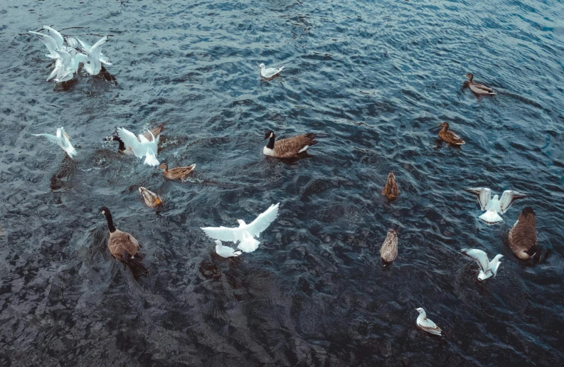 there are many birds swimming in the water