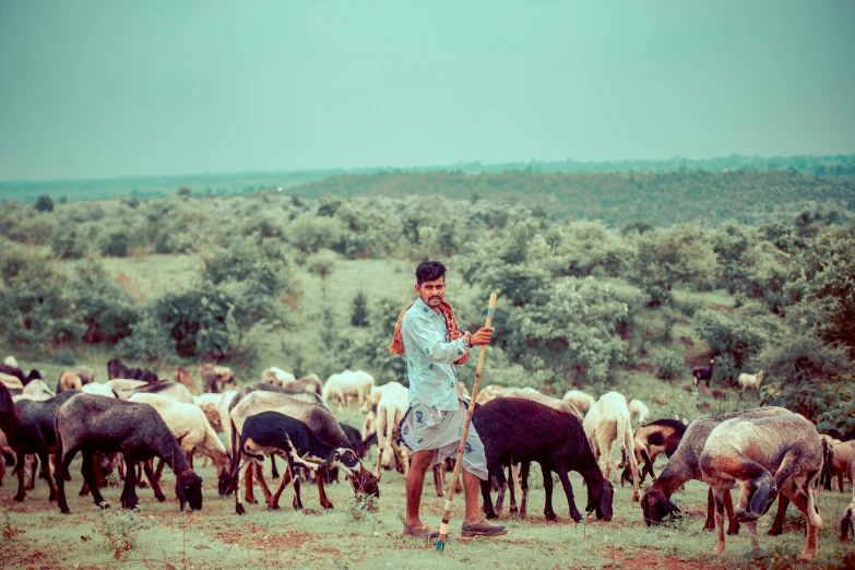 a person standing near a herd of animals