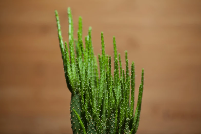 small green plants sit on a wooden table