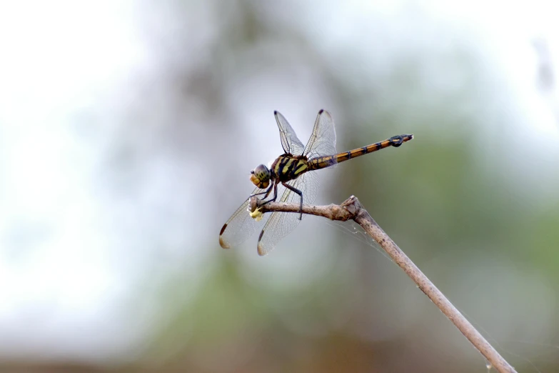 two dragonflies on a tree nch against the sky