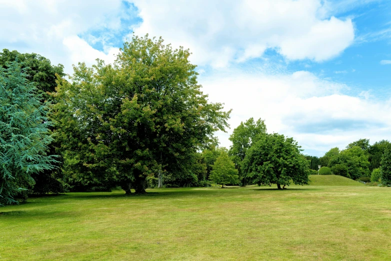 several green trees are beside the grassy field