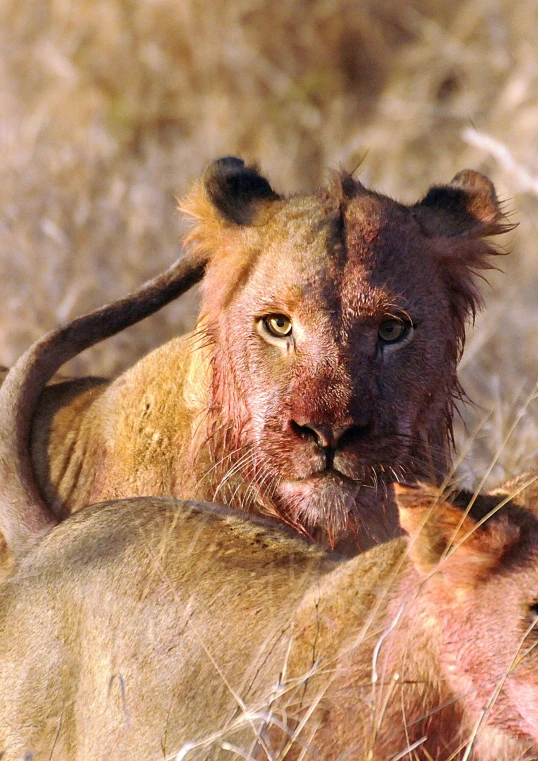 two lion cubs lying down in the brush