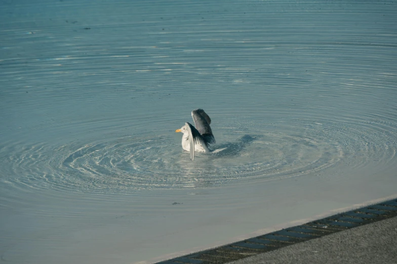 a swan flaps its head to dive into the lake