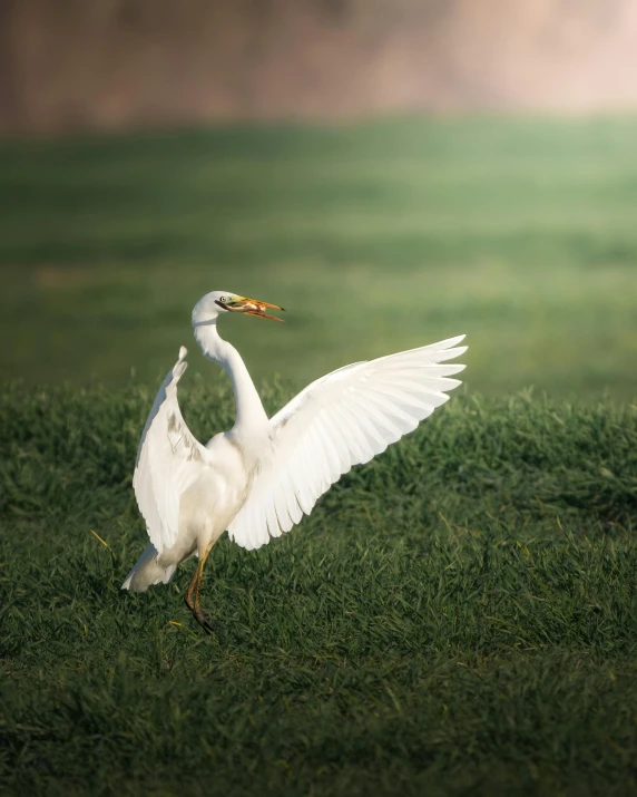 a large white swan standing on some grass