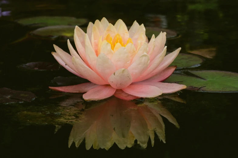 the water lily is pink and yellow with green leaves