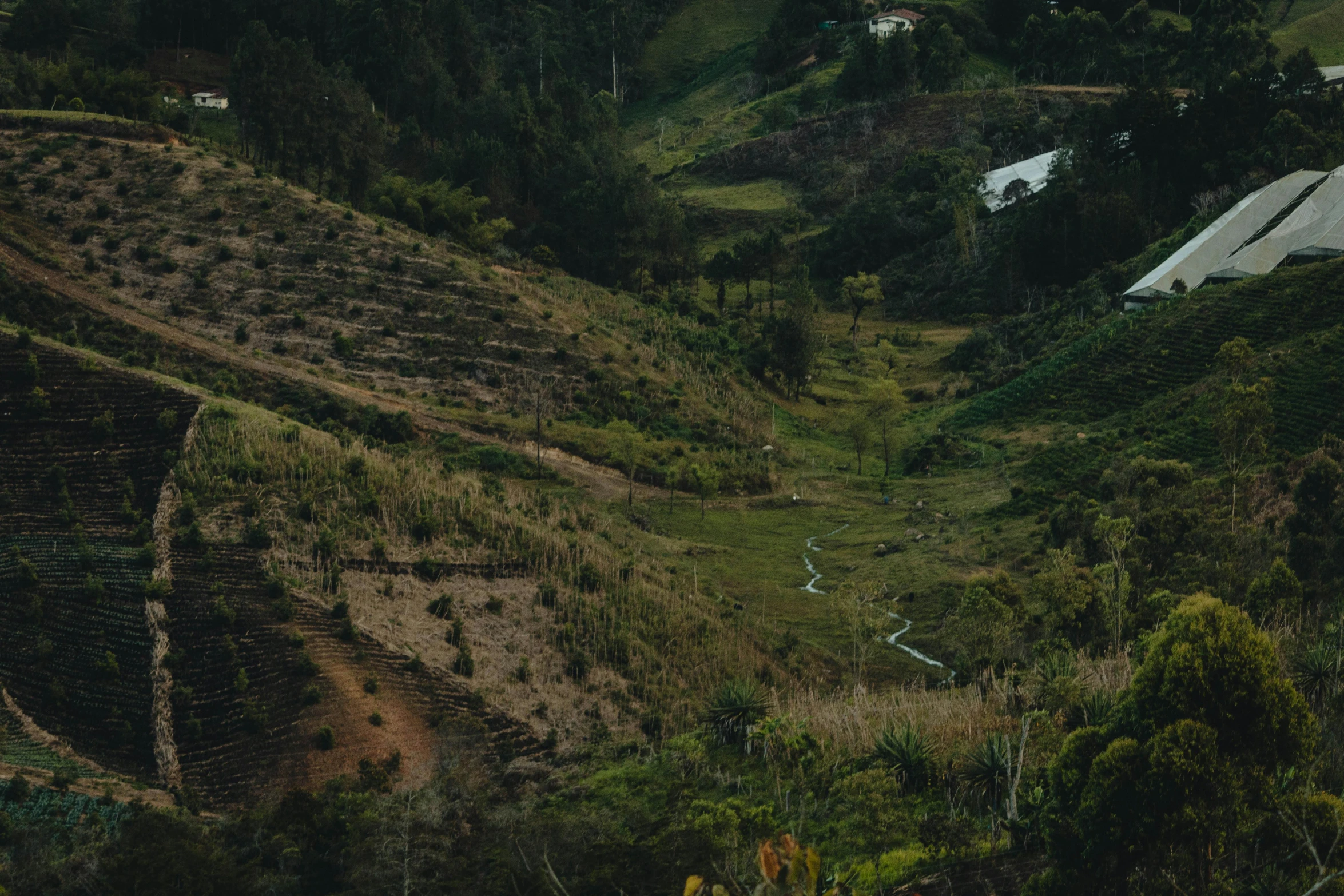 a hillside with green grass and trees