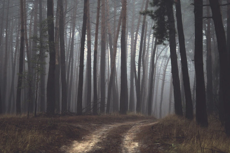 a dirt road runs through the tall trees