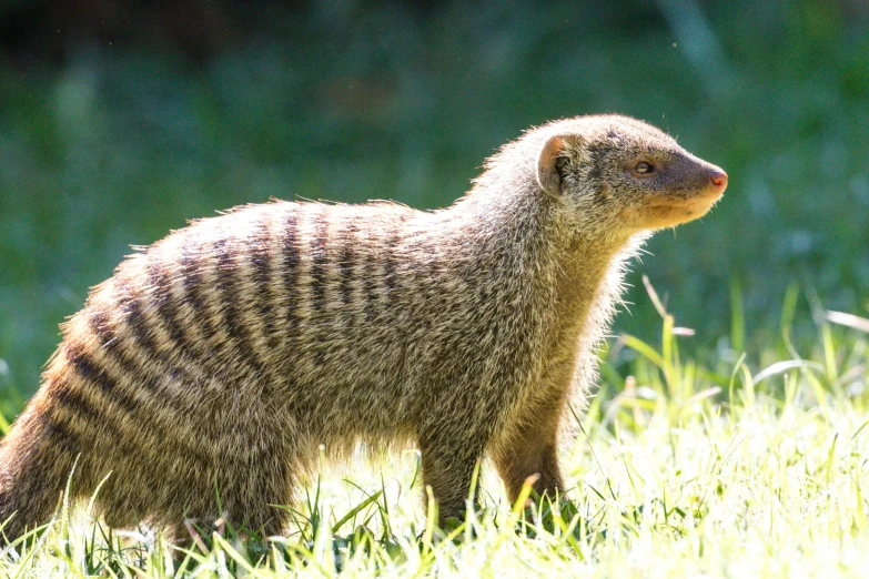 a meerkat standing on grass in a sunny setting