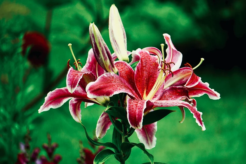 red flower with green stems in front of trees