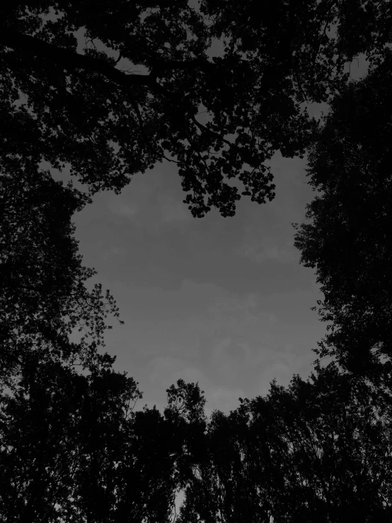 black and white po of forest with dark trees