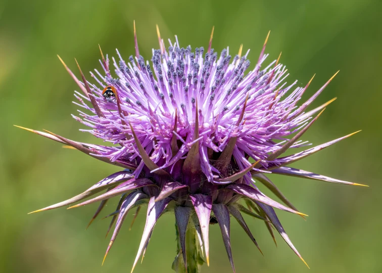 the beautiful purple flower has a bee on it