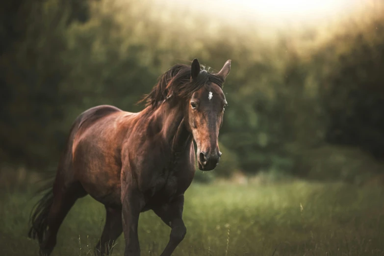 a brown horse running on a grassy field