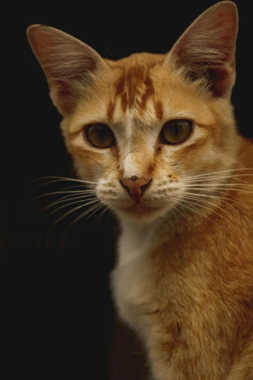 the cat is looking at soing while it looks like he is looking back