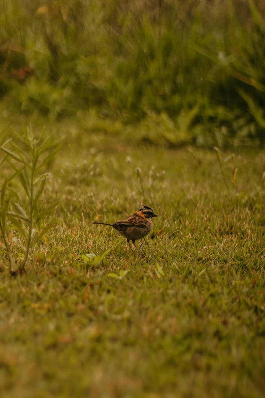 two birds on the ground of a grassy field