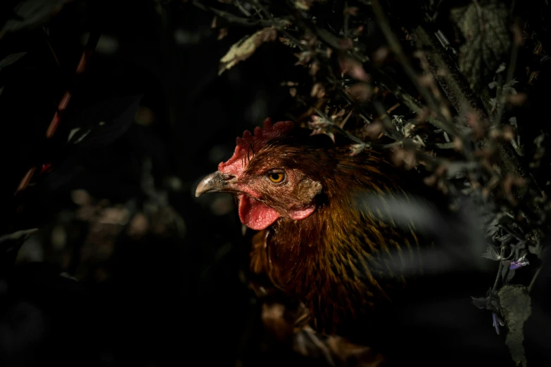 there is a bird that is standing alone in the dark