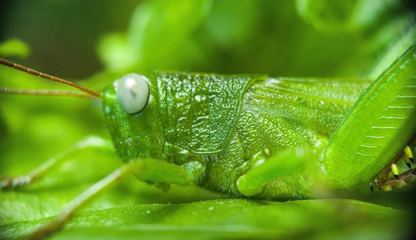 a green grasshopper with dew on its face