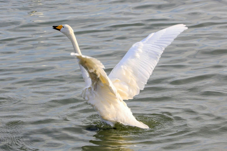 the bird is swimming in the large body of water