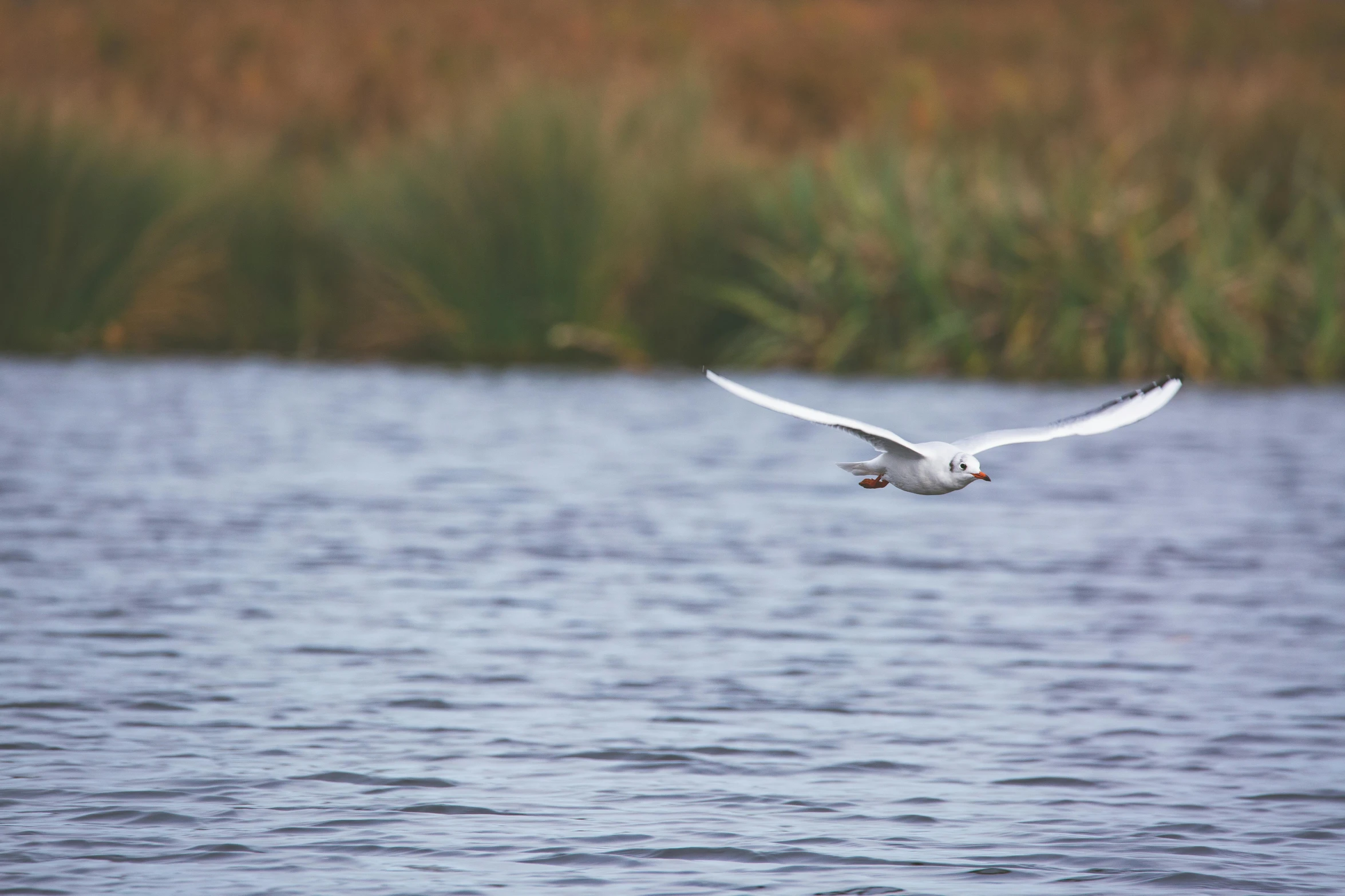 a seagull flying in front of water with some grass in the background