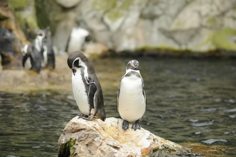 two penguins that are standing on some rocks