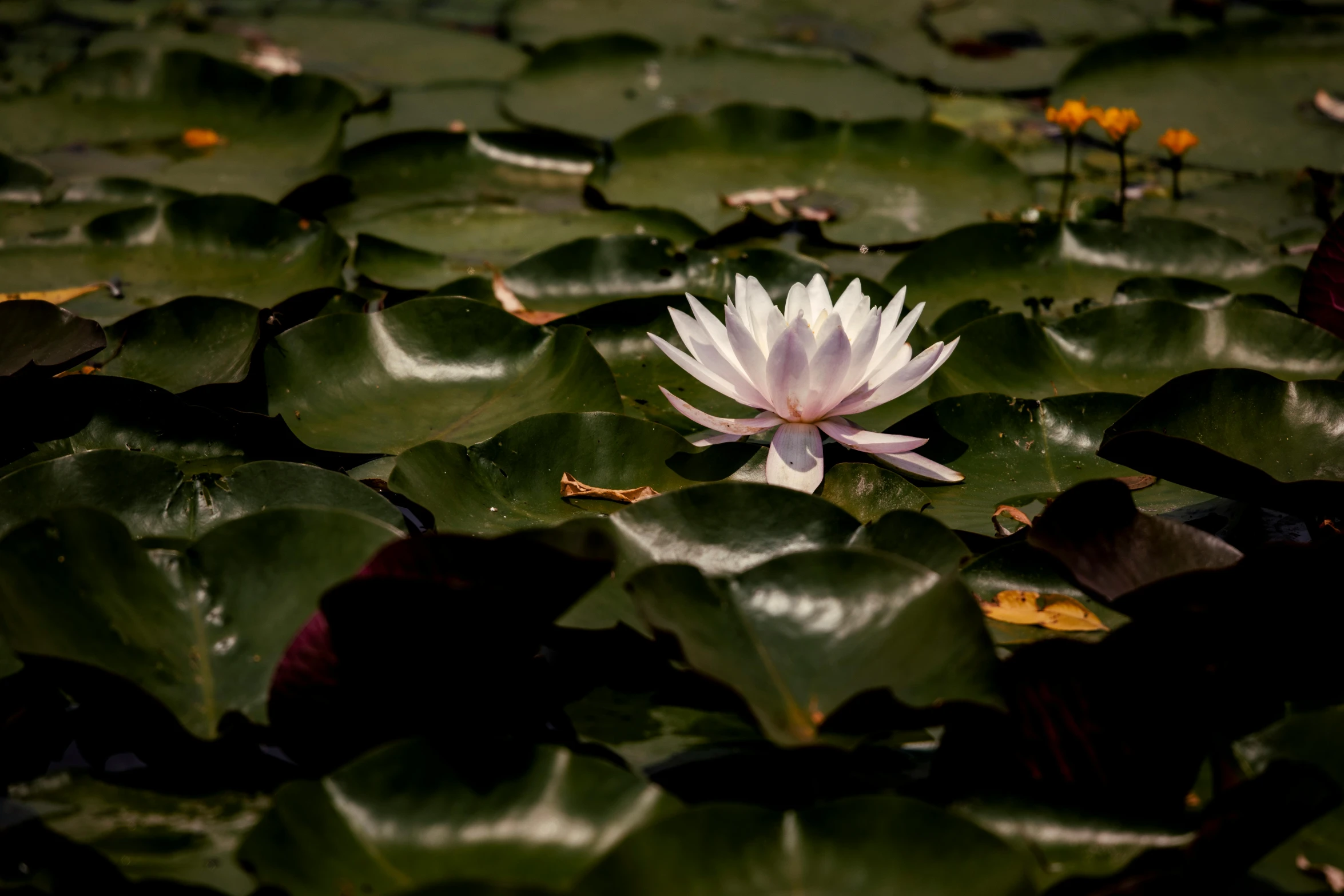 water lily surrounded by green leaves floating on the lake