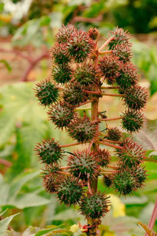 a large green flower blooming next to many leaves