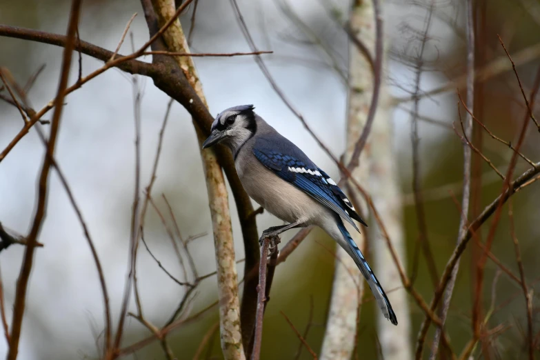 a blue bird perched on a tree nch in the day