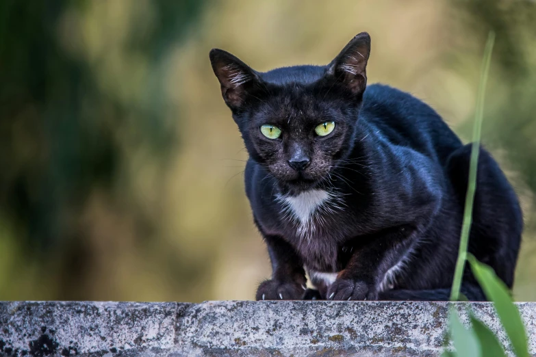 a cat that is standing on some stone