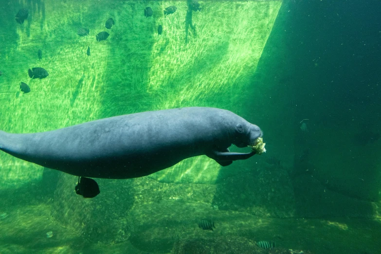 a small gray fish swimming on the surface of some water