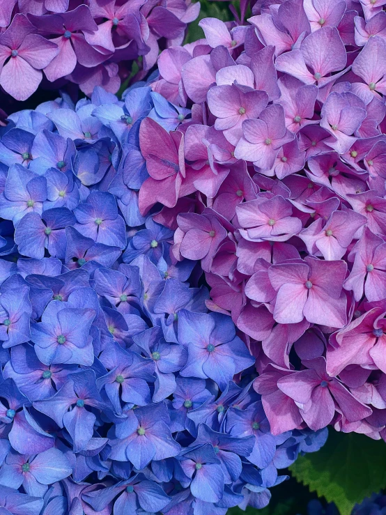 purple and blue flowers in a vase with green leaves