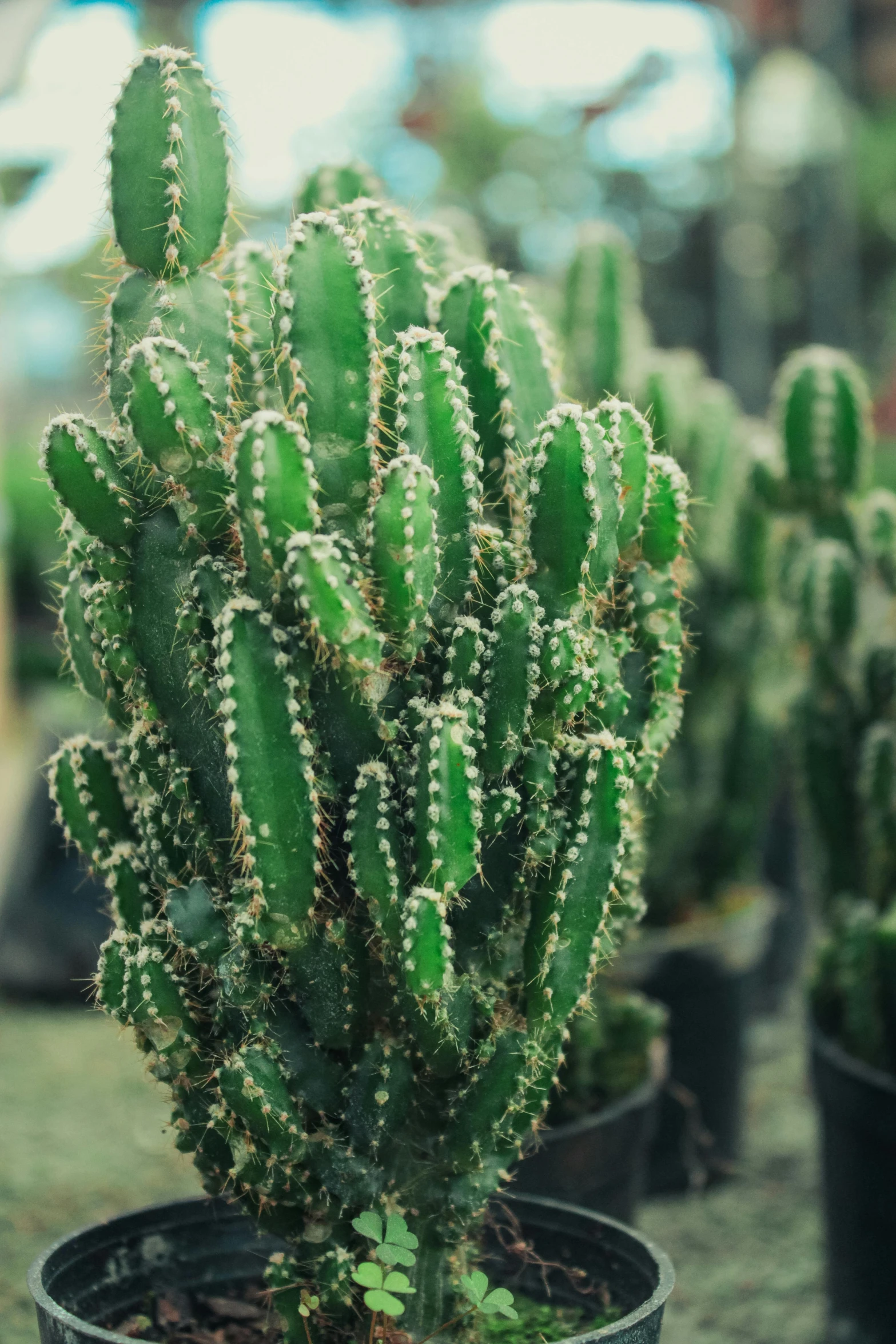 cactuses in containers all arranged around one another